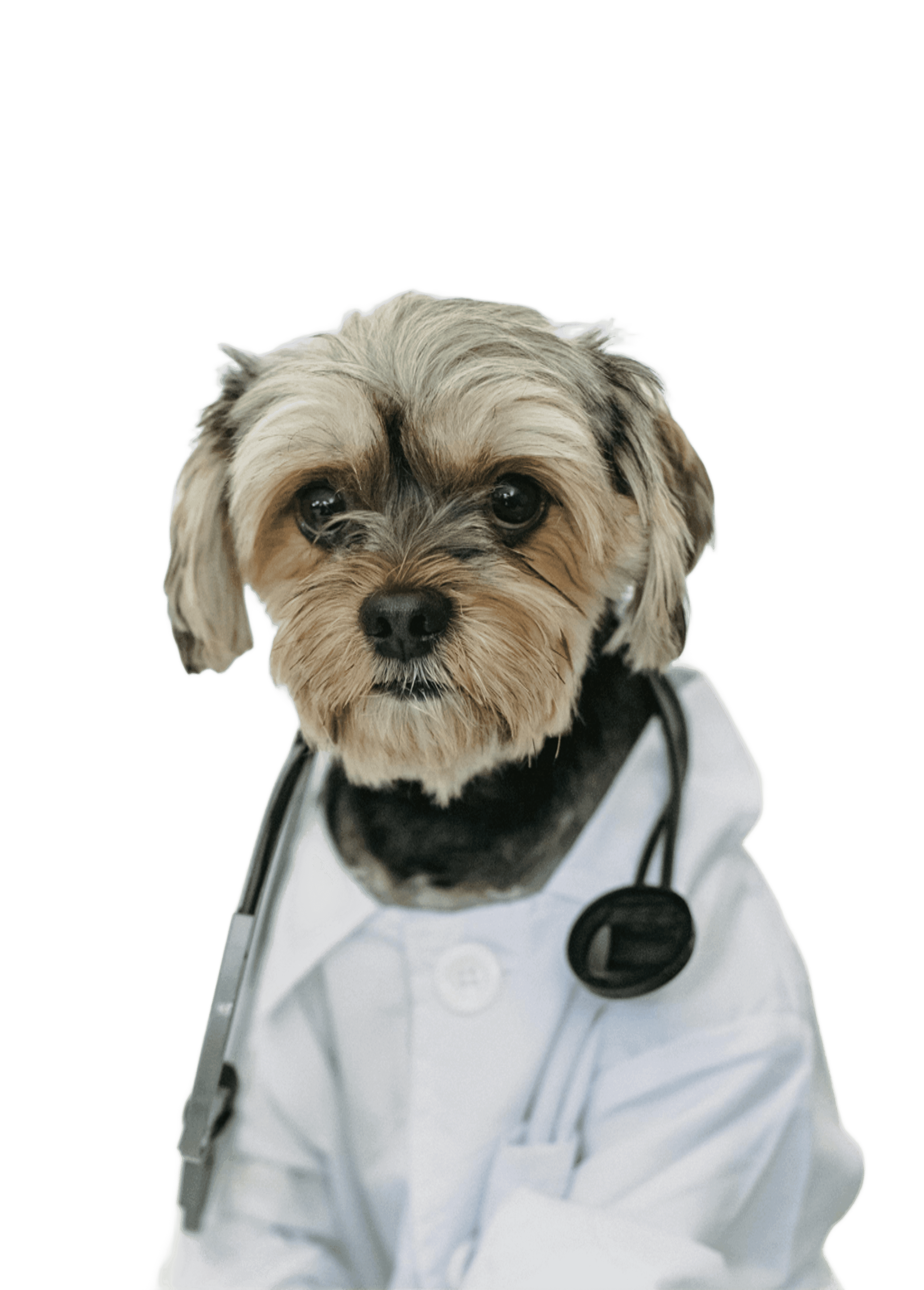 Veterinar având grijă de un câine fericit